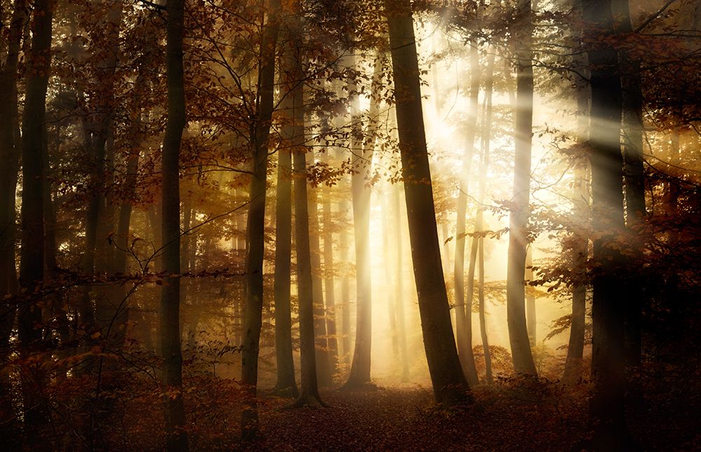 A New Day art print by Norbert Maier for $57.95 CAD