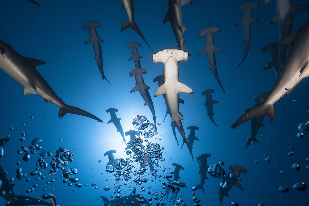 Hammerhead Shark art print by Barathieu Gabriel for $57.95 CAD