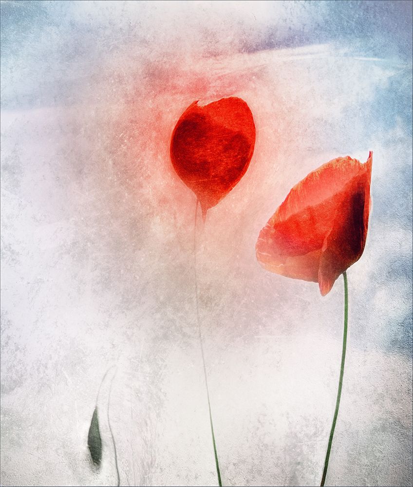 In Flanders Fields art print by Gilbert Claes for $57.95 CAD