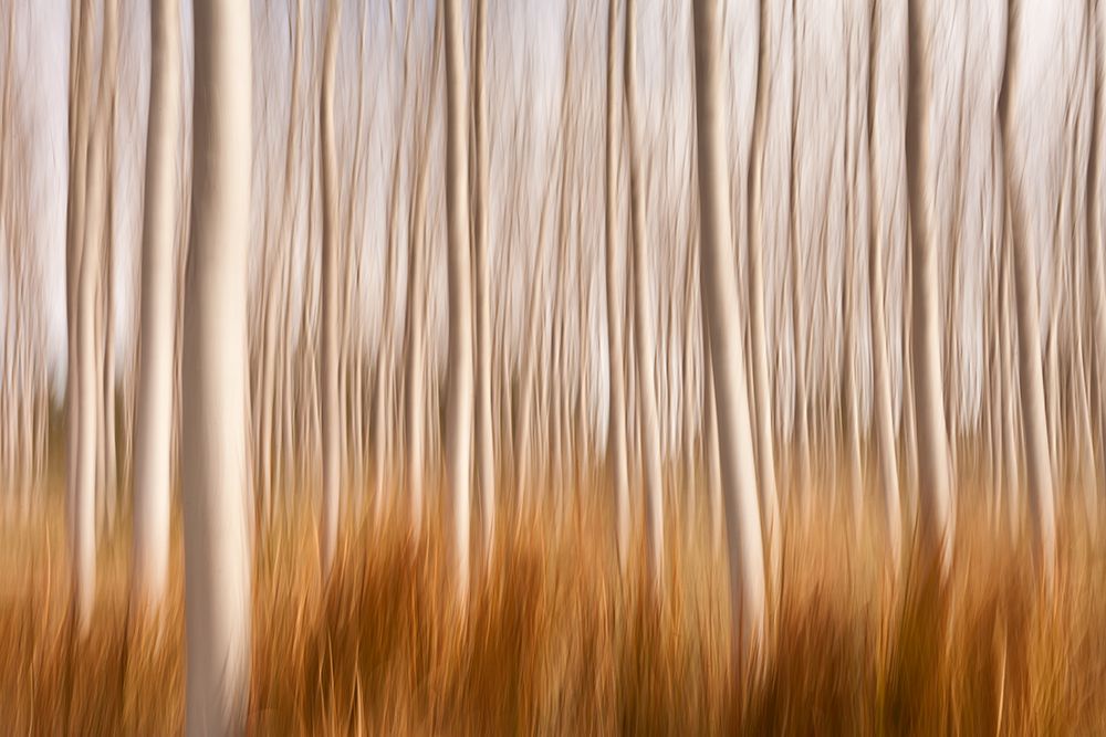 Spring Impressions In A Poplar Fields art print by David Frutos for $57.95 CAD
