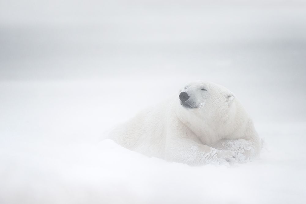 Frozen Thoughts art print by Marco Pozzi for $57.95 CAD