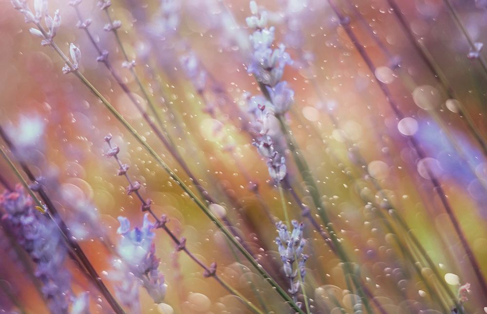 Something Magical art print by Delphine Devos for $57.95 CAD