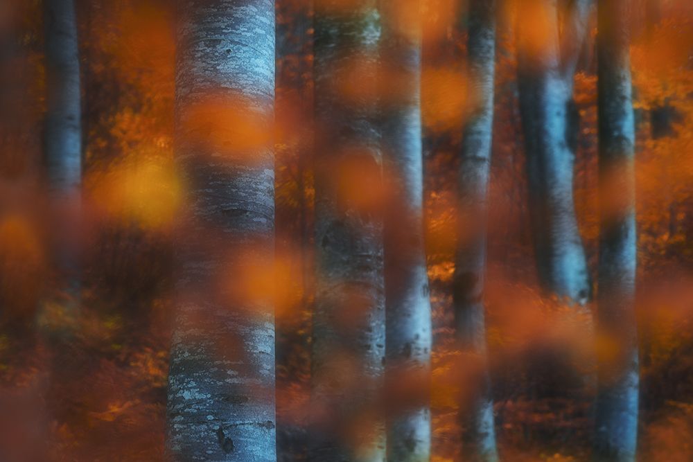 Hidden Forest art print by Szabo Zsolt Andras for $57.95 CAD