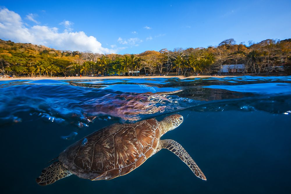 Green Turtle - Sea Turtle art print by Barathieu Gabriel for $57.95 CAD