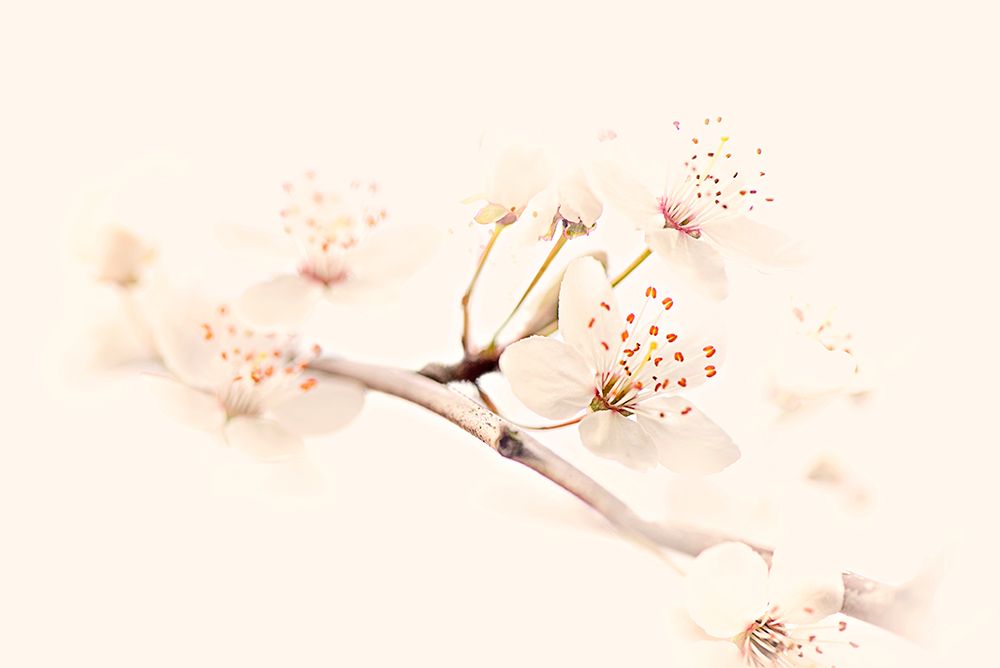 Harmony Of Spring art print by Jacky Parker for $57.95 CAD