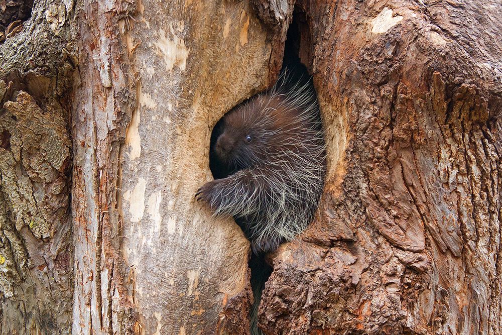 Baby Porcupine In Tree art print by Jim Cumming for $57.95 CAD
