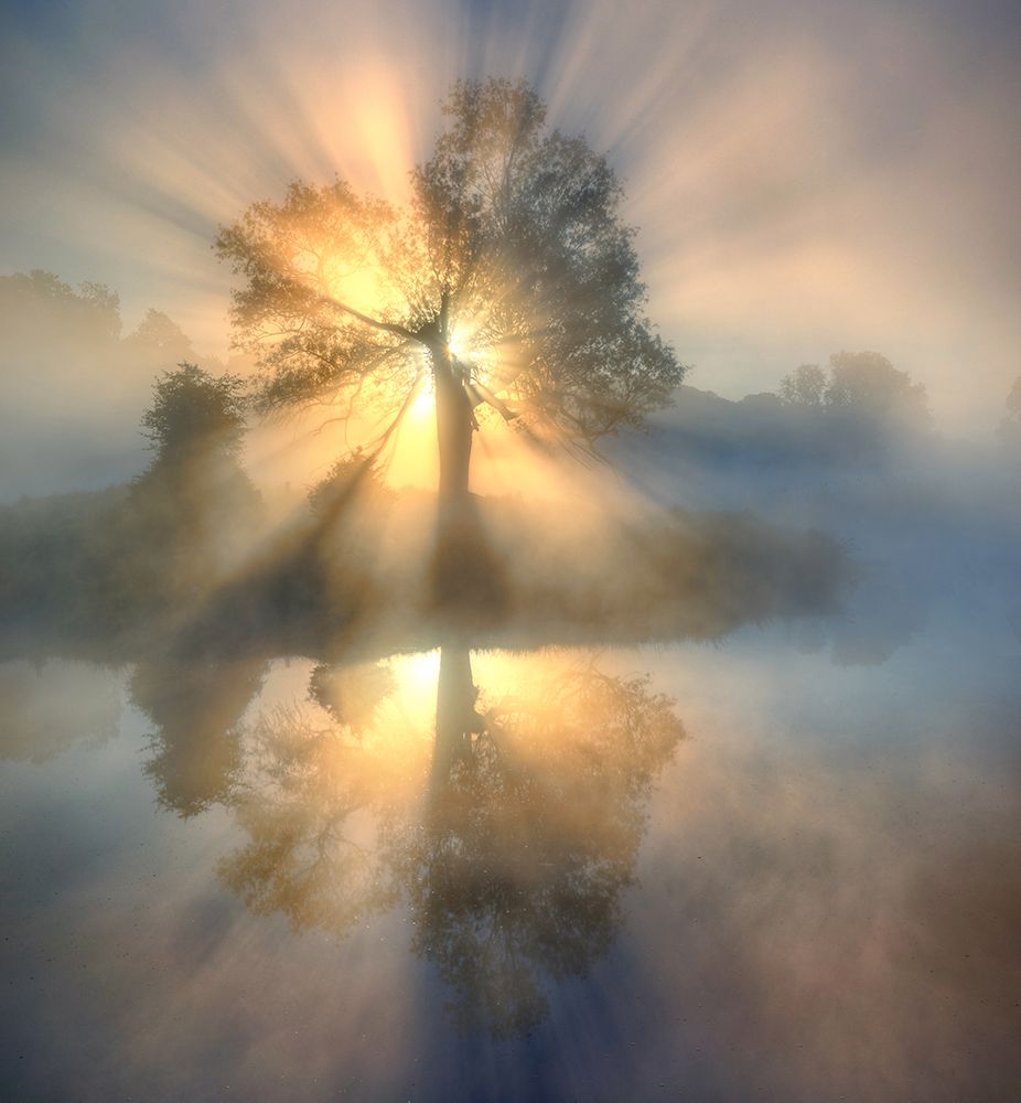 Tree Of Light art print by Keller for $57.95 CAD
