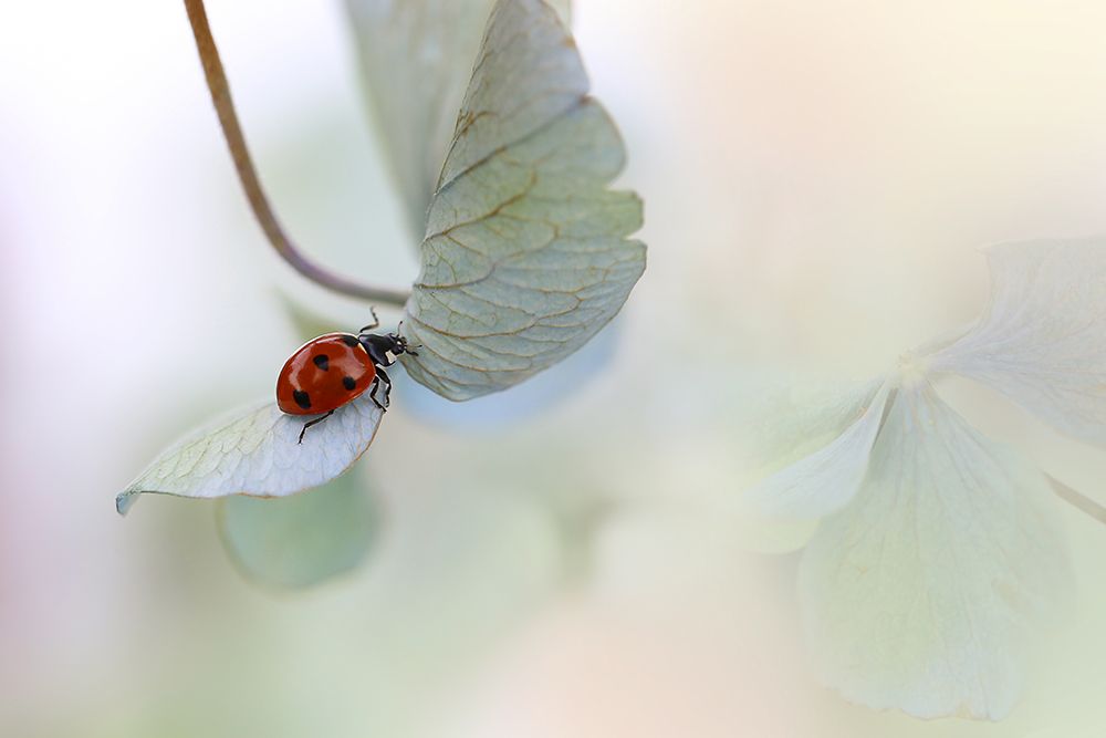 Ladybird On Blue-Green Hydrangea art print by Ellen Van Deelen for $57.95 CAD