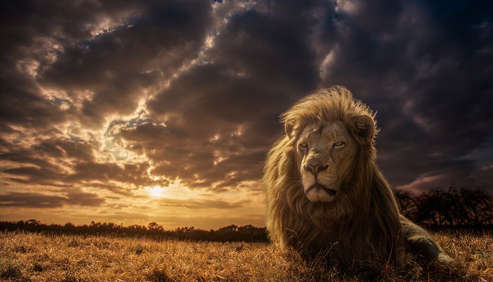 The Lion King art print by Jackson Carvalho for $57.95 CAD