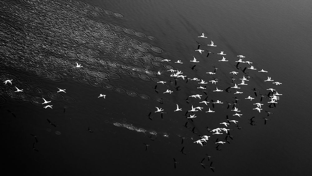 Take Off art print by John Fan for $57.95 CAD