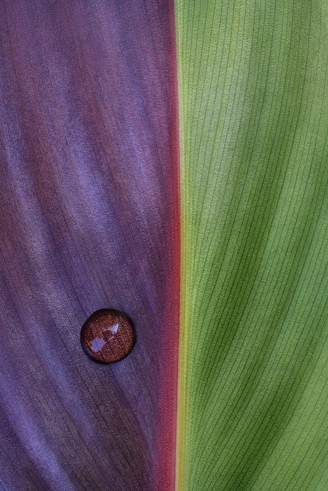 Canna art print by Stephen Clough for $57.95 CAD