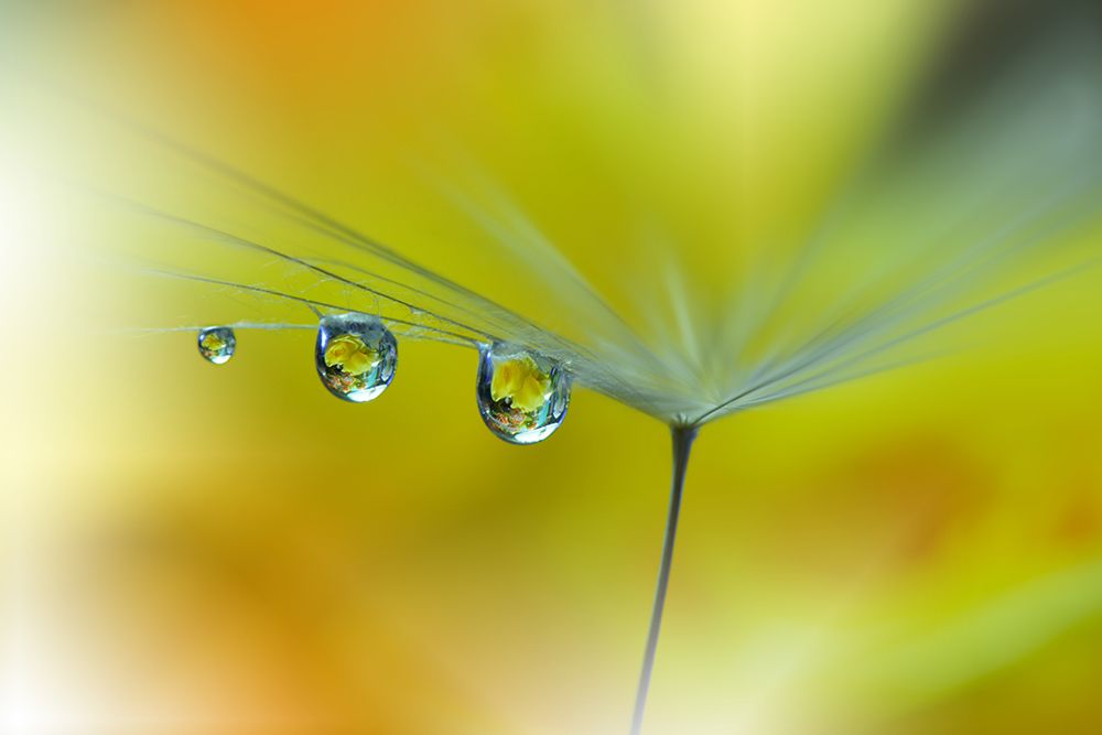 Sunbeam...Iii art print by Juliana Nan for $57.95 CAD