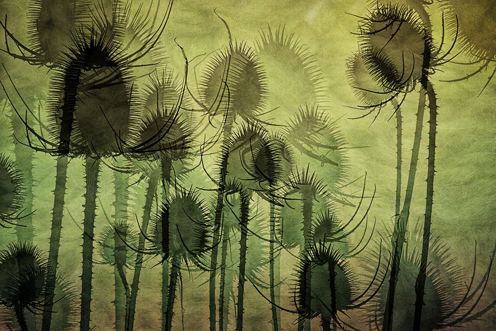 Wild Teasel art print by Nel Talen for $57.95 CAD