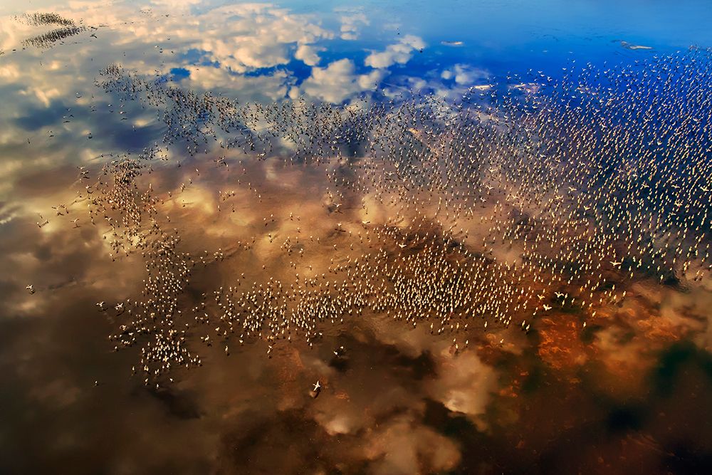 Flamingos Over The Clouds art print by Phillip Chang for $57.95 CAD