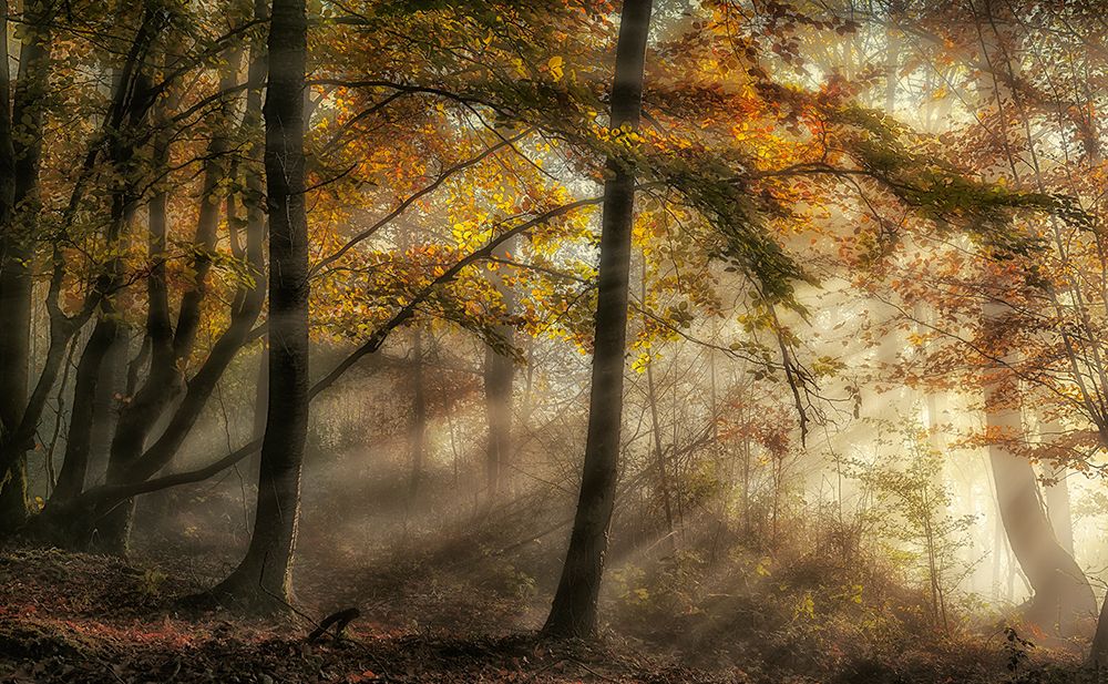 The Lights Of The Forest art print by Fran Osuna for $57.95 CAD