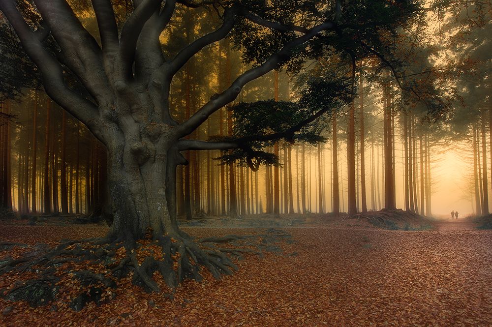 To The Light......... art print by Piet Haaksma for $57.95 CAD