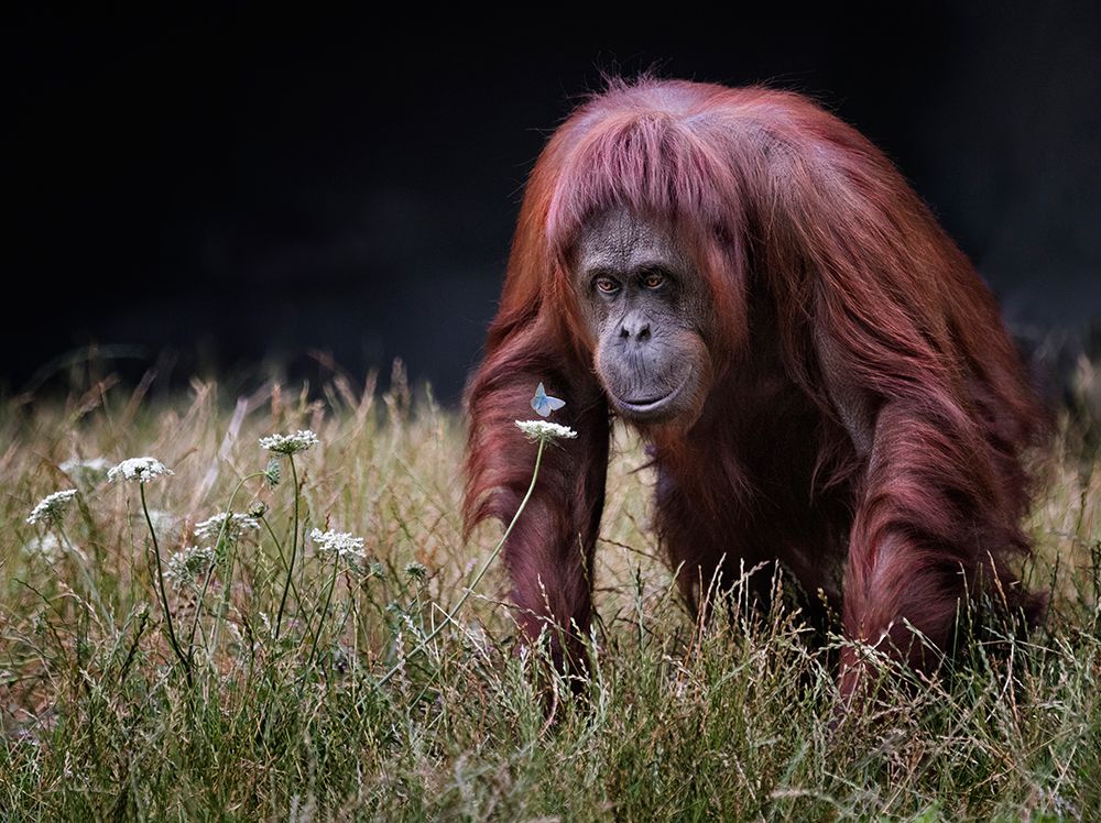 Orang-Utan With Butterfly. art print by Hugh Wilkinson for $57.95 CAD