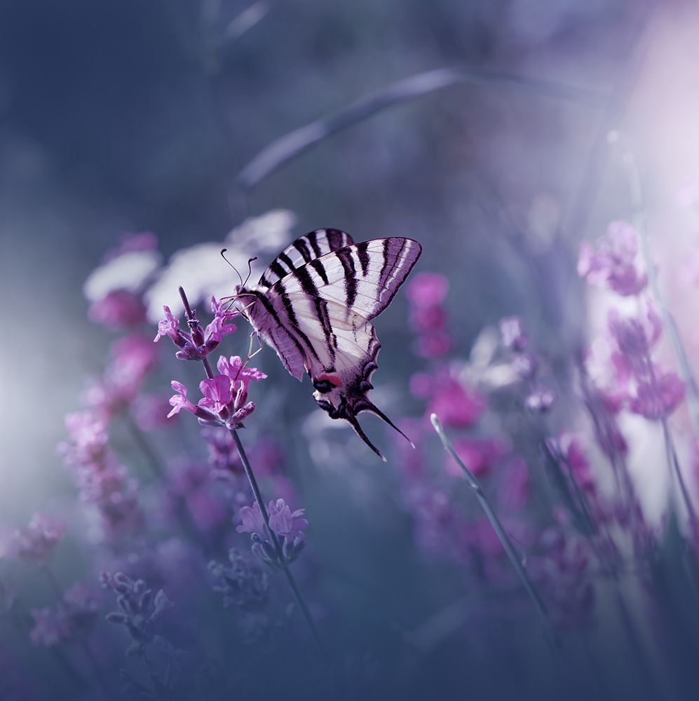 Lavender Queen... art print by Juliana Nan for $57.95 CAD