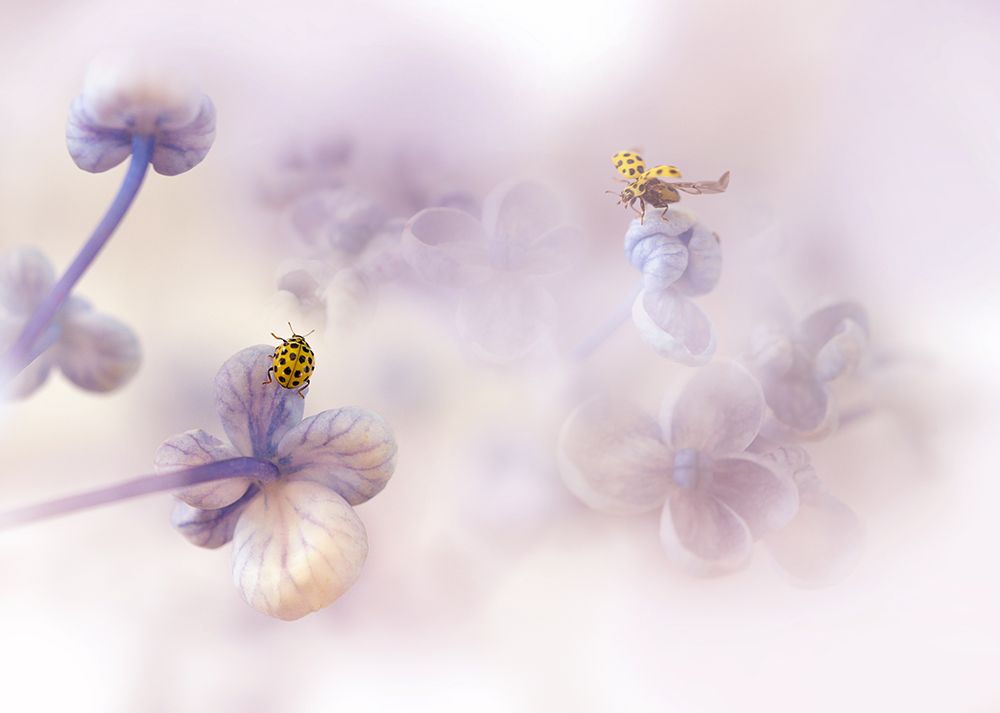 Hello There... art print by Ellen Van Deelen for $57.95 CAD