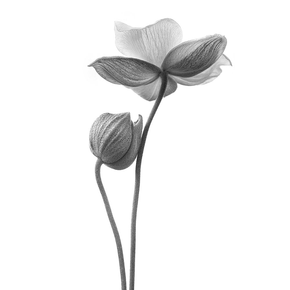 A Little Touch - Monochrome art print by Lotte Gronkjar for $57.95 CAD