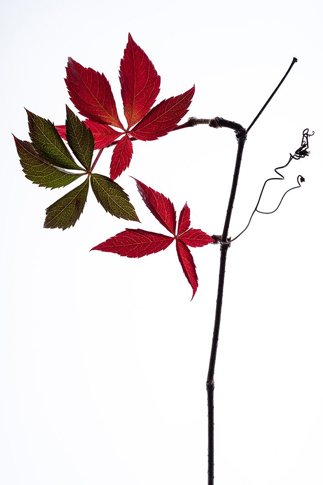 Simple art print by Thierry Lagandre Transgressed for $57.95 CAD
