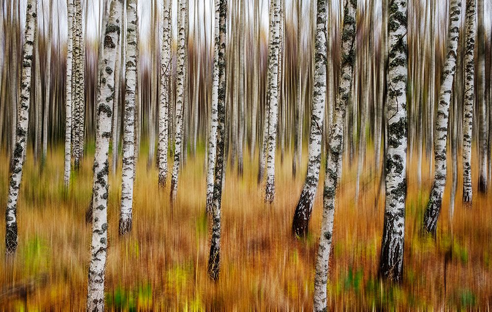 3D Birches art print by Par Soderman for $57.95 CAD