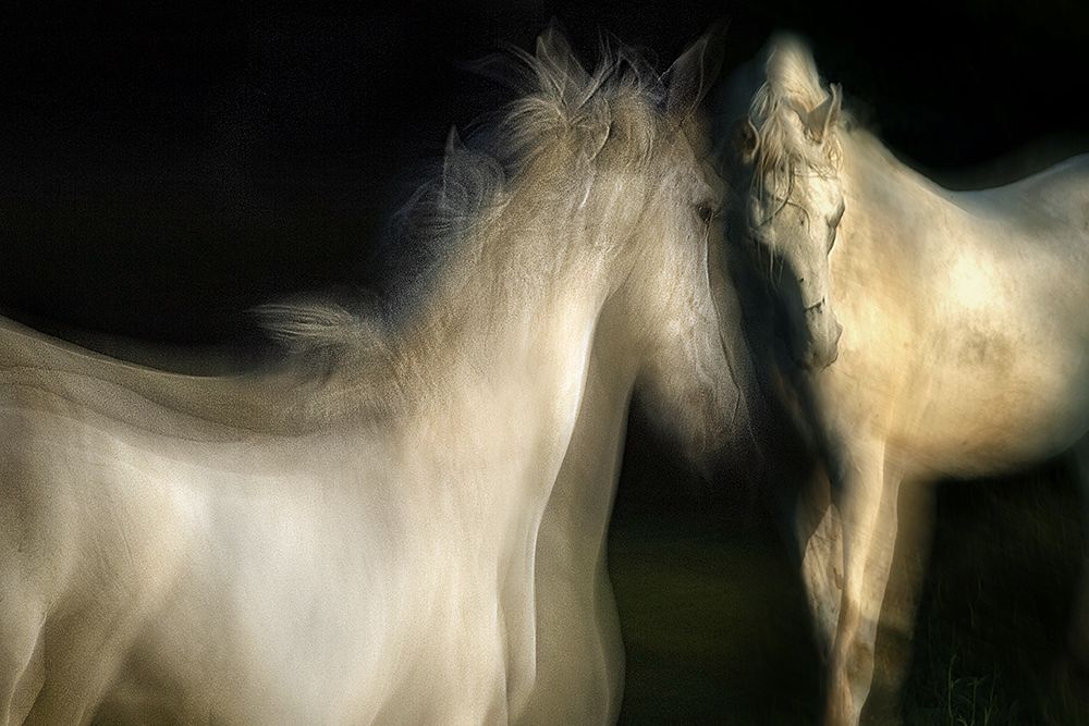 Grace art print by Milan Malovrh for $57.95 CAD