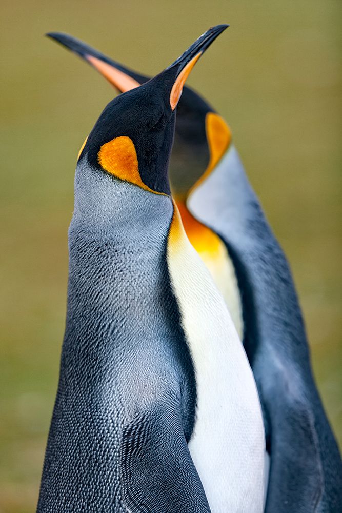 King Penguin art print by Joan Gil Raga for $57.95 CAD