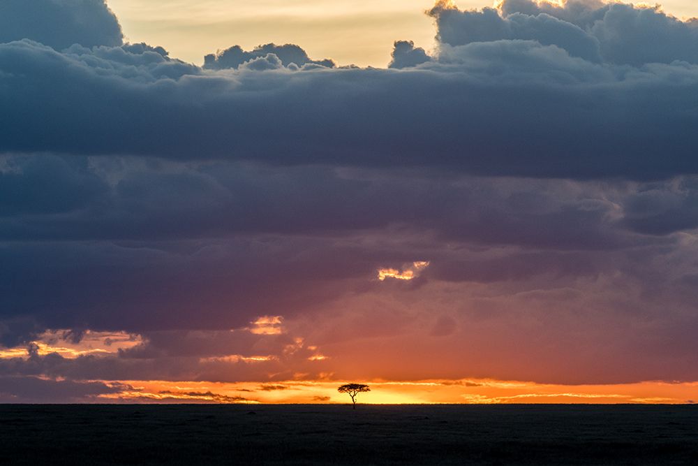Tree On Fire 2 art print by Jeffrey C. Sink for $57.95 CAD