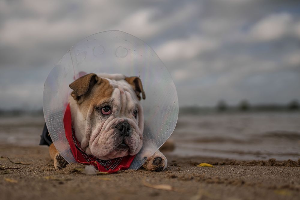 The Vet Gave Me This Collar...And I Am Not Happy With It! art print by Gert Van Den for $57.95 CAD