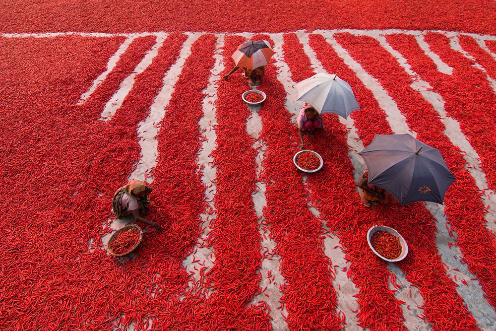 Red Chilies Pickers art print by Azim Khan Ronnie for $57.95 CAD