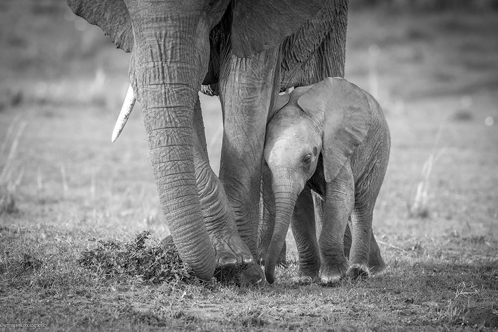 Baby 1 art print by Jeffrey C. Sink for $57.95 CAD