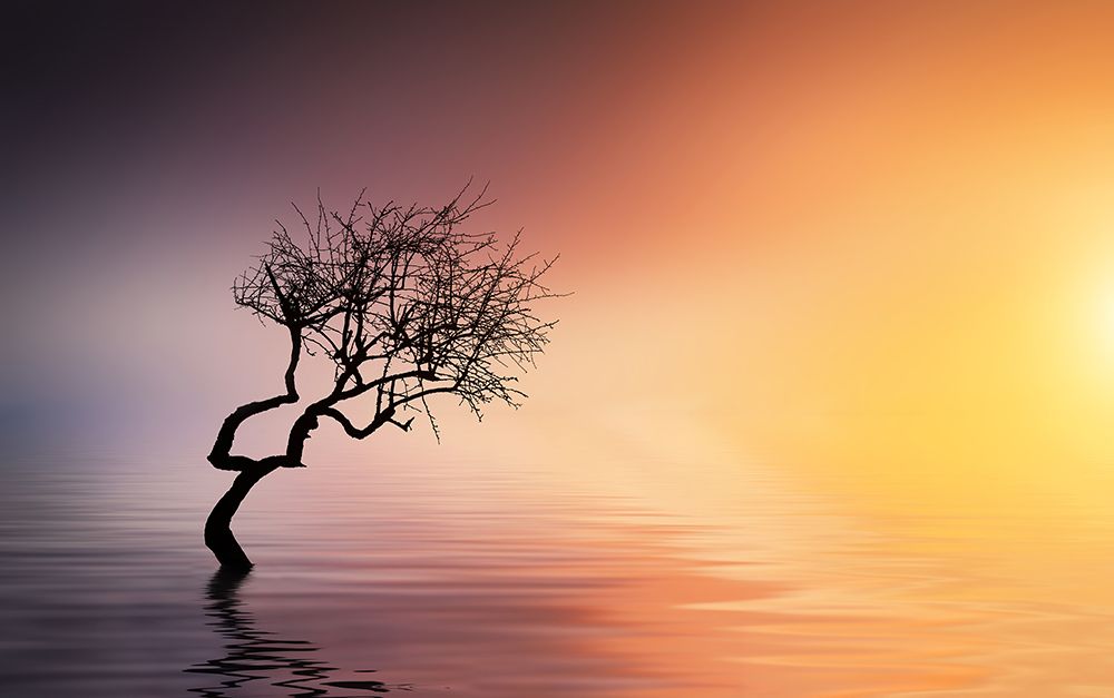 Tree At Lake art print by Bess Hamiti for $57.95 CAD