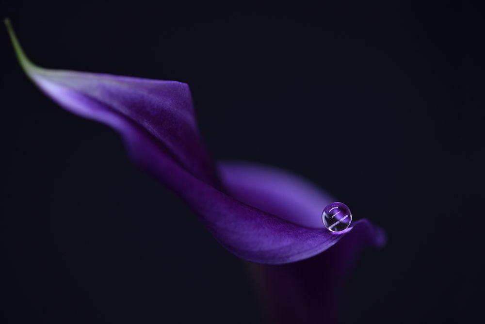 Kala`S Pearl Lll art print by Heidi Westum for $57.95 CAD