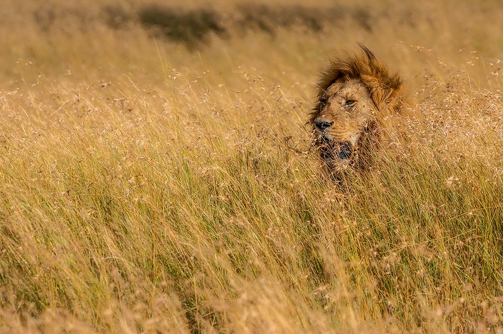 KING art print by Mohammed Alnaser for $57.95 CAD