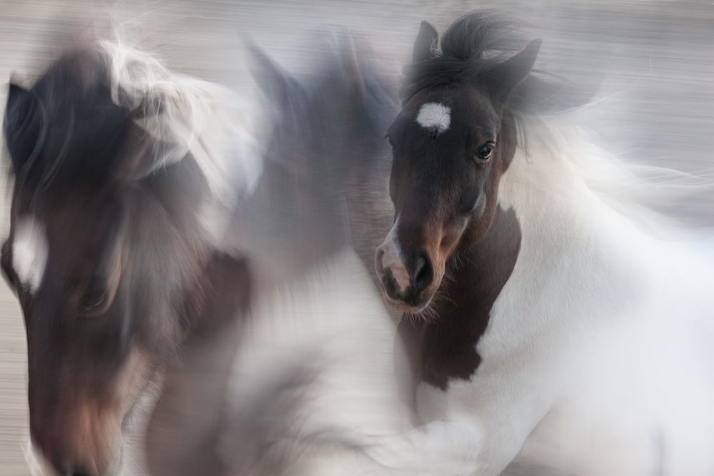 Runaway Horse art print by Martine Benezech for $57.95 CAD