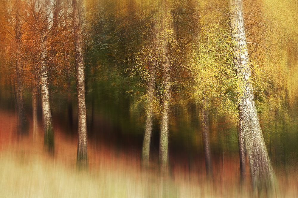 Autumn Colors art print by Gustav Davidsson for $57.95 CAD