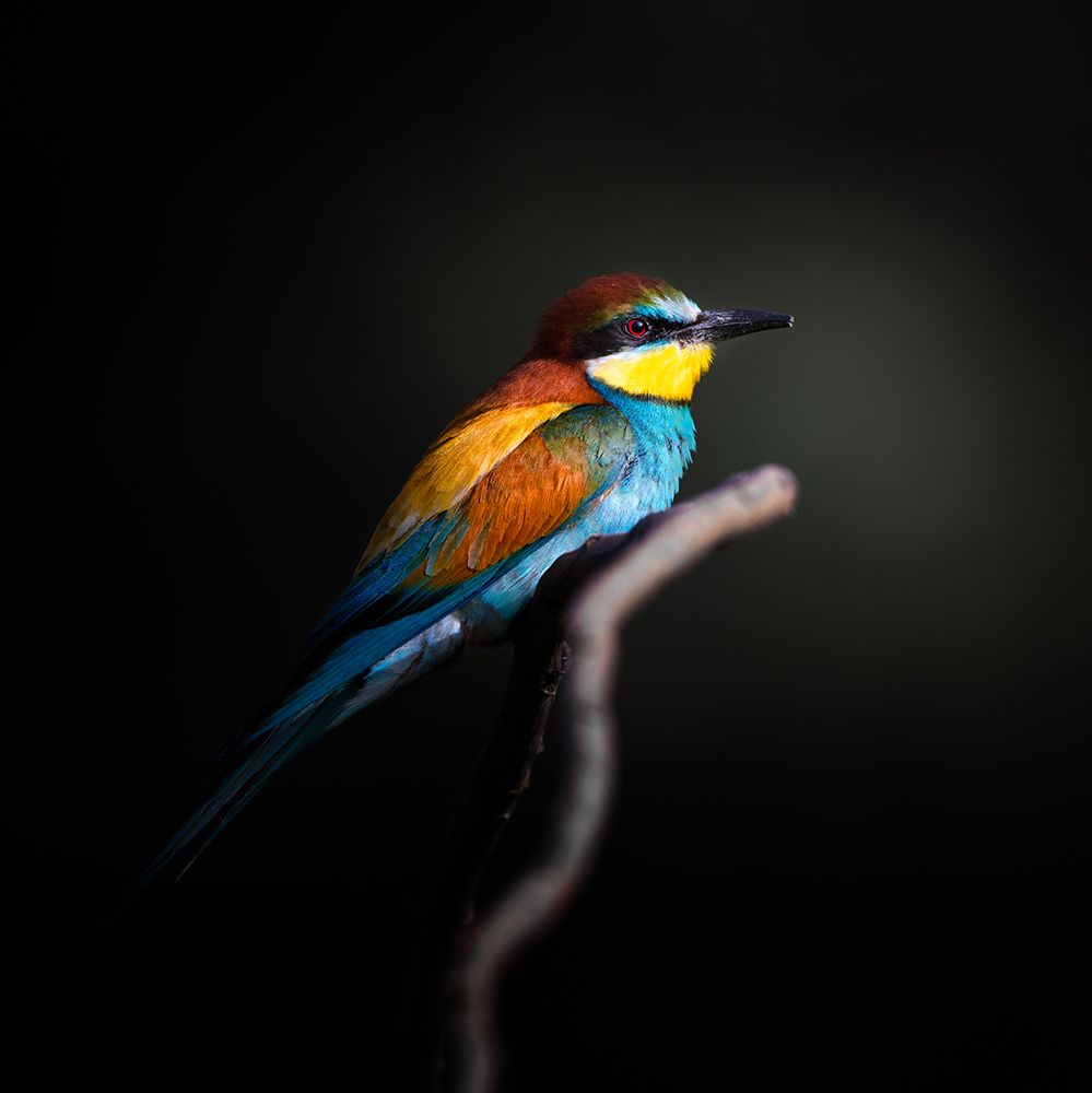 Colorful Darkly art print by Fegari for $57.95 CAD