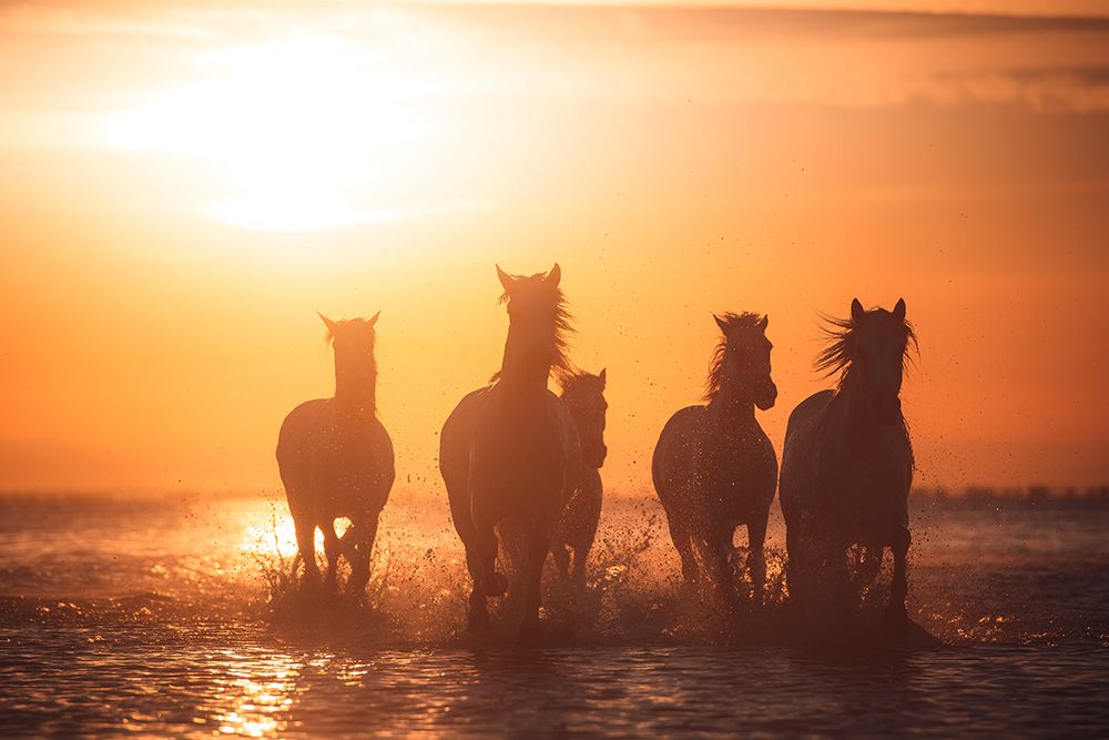 Camargue Angels art print by Rostovskiy Anton for $57.95 CAD