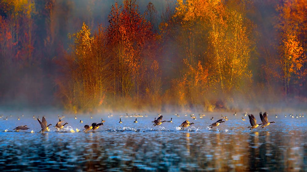 Audubons Plainsboro Preserve art print by Hua Zhu for $57.95 CAD