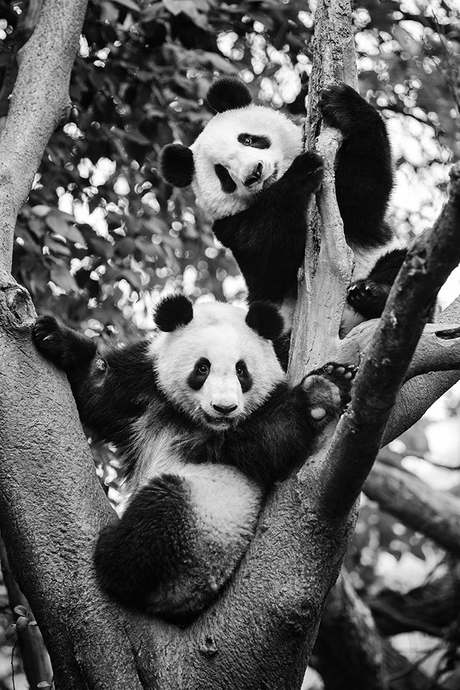Panda World 1 art print by Zhou Chengzhou for $57.95 CAD