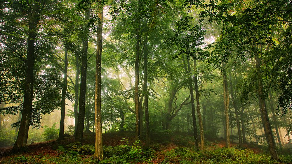Welcome In The Forest. art print by Leif Londal for $57.95 CAD