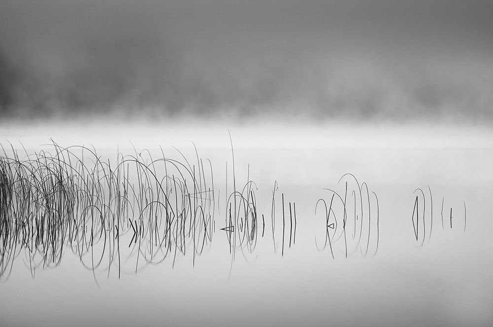 Reed in fog art print by Benny Pettersson for $57.95 CAD