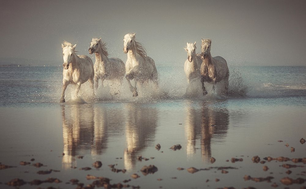 Camargue Horses art print by Rostovskiy Anton for $57.95 CAD