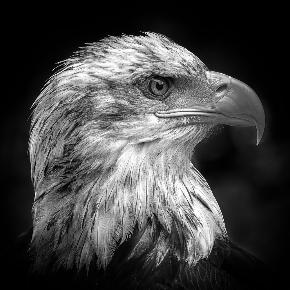 Majestic art print by Peter Pfeiffer for $57.95 CAD