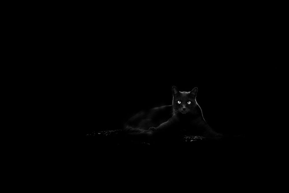 Cat art print by Dusan Ljubicic for $57.95 CAD