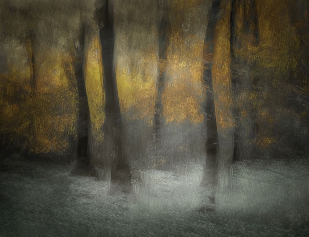 Dancing Trees art print by Nel Talen for $57.95 CAD