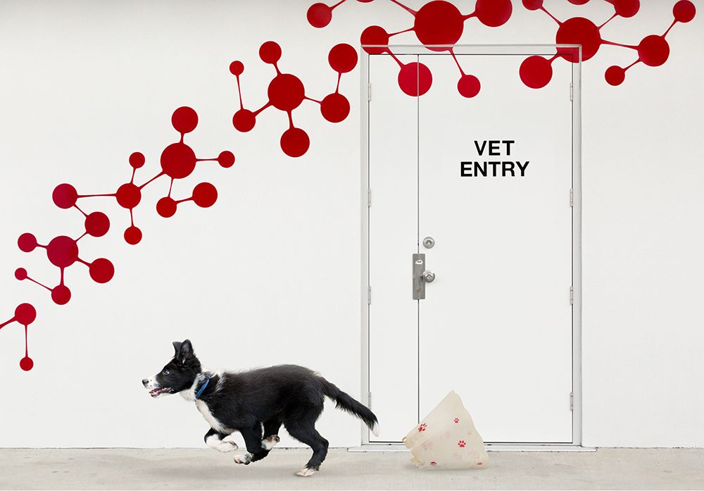 Escape At The Vet art print by Jacqueline Hammer for $57.95 CAD