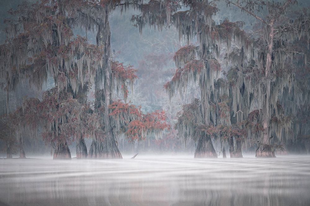 Misty Bayou art print by Roberto Marchegiani for $57.95 CAD