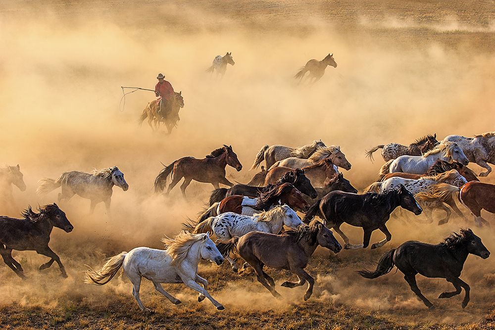 Horse Run art print by Adam Wong for $57.95 CAD